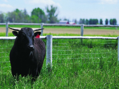 Agri Beef's Wagyu Program a Win for Ranchers