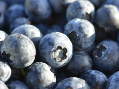 Blueberries Organic Vs Conventional Pt 1