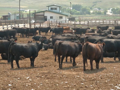 Popular Cattle Market Analysts Weighs in on COVID-19