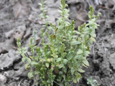 Alkali Weed Difficult to Control