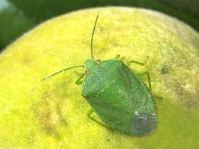 Stinkbugs in Almond Orchards