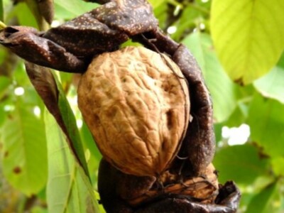 Research on Phytopthora Root Rot on Walnuts