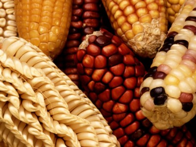 Biotech Corn Saga Continues