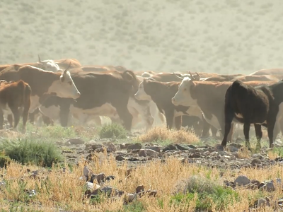 Drought Conditions Influence Fluctuations in Beef Cattle Herd