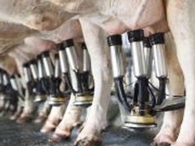Dairy Title in Farm Bill Framework Versions