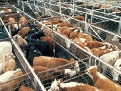 National Cattmen's Beef Association Supports House Farm Bill Framework